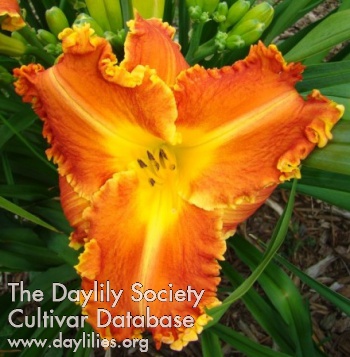 Daylily Mexican Sunrise